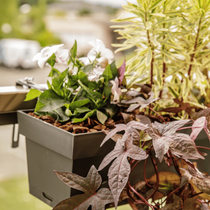 Une jardinière végétalisée avec des fleurs et des feuillages pour embellir son balcon