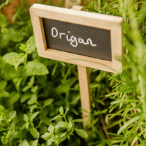 Gros plan sur l'origan, plante aromatique