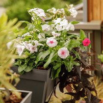 Une jardinière de fleurs et de feuillages suspendue sur un balcon