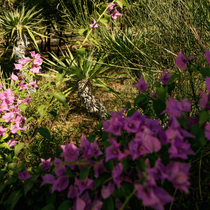 Un bougainvillier en pleine terre dans un jardin sec