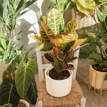 Une plante d'intérieur dans un pot blanc posé sur une petite chaise