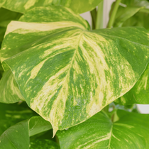 zoom sur une feuille marbré de plante d'intérieur