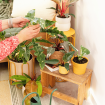 Des plantes d'intérieur et des petites décorations jaune sur une table de chevet