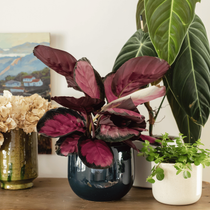 Une plante d'intérieur avec les feuilles roses dans un pot noir posé sur un meuble