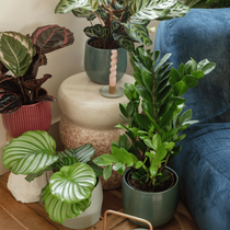 Des plantes vertes d'intérieur à l'ombre posées par terre