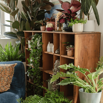 Un grand meuble en bois entouré de plante verte d'intérieur à l'ombre