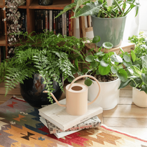 Un arrosoir posé sur une pile de livre devant des plantes posées par terre