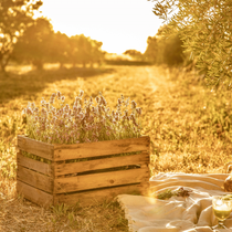 Des lavandes dans une cagette bois positionnées dans un champs d'olivier au coucher de soleil