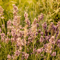Des lavandes dans la nature