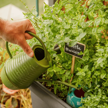 Une main qui arrose des plantes aromatiques