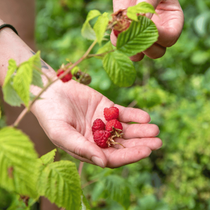 Une main qui récolte des framboises