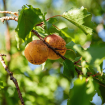Une branche d'abricotier avec deux abricots