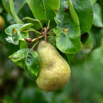 Une poire sur une branche de poirier