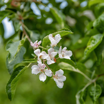 Une branche de cerisier fleurie