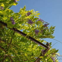 Une pergola végétalisé et fleurie