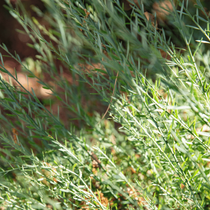 Zoom sur un rayon de soleil sur un arbuste