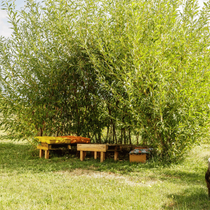 Un salon de jardin à l'ombre sous des bambou