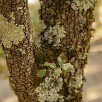 Zoom sur un tronc d'arbre avec de la mousse