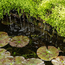 Chute d'eau sur des nénuphars dans un bassin