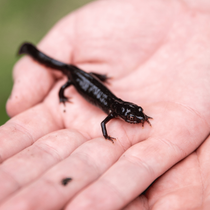 Un lézard d'eau dans une main