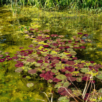 Des nénuphars vert et rose dans un bassins