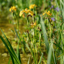 Une fleur aquatique jaune