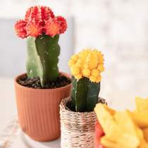 Des cactus colorés posés sur une table comme décoration