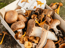cueillette de champignons en nature
