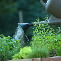 Zoom sur un arrosoir sur des plantes aromatiques