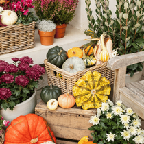 Un rebord de fenêtre décoré avec des citrouilles colorées