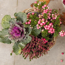 Un panier fleuri vue de haut avec des choux d'ornement, des Gaulthérie et des Callunes