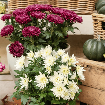 Zoom sur des chrysanthèmes en pots