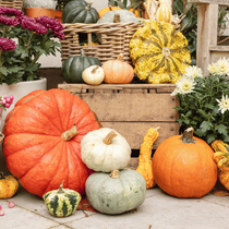 Des citrouilles de différentes tailles et couleurs posées sur la terrasse