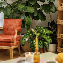 Un fauteuil cosy orange dans le salon avec des végétaux