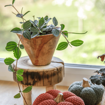 Une plante en pot posée sur un tabouret en bois