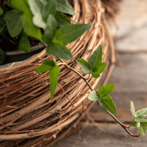 Zoom sur le bord d'un cache pot en branches