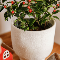 Une plante de houx dans un pot posé sur un meuble