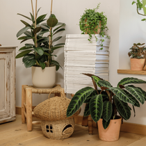 Un coin de salon décoré avec des plantes d'intérieur et un champignon décoratif