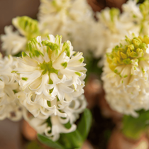 Gros plan sur une fleur de jacinthe blanche