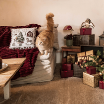Un salon de Noël avec un chat roux sur le canapé