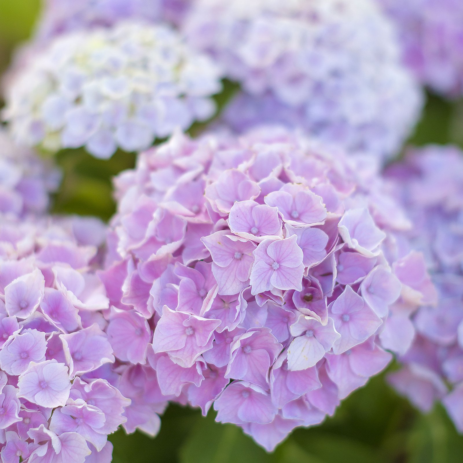 Hortensia lilas en fleur Floraison d'une hortensia au mois d'aout dans un jardin