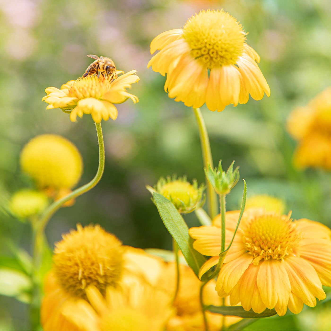 Fleur pour la biodiversité pollinisée par une abeille