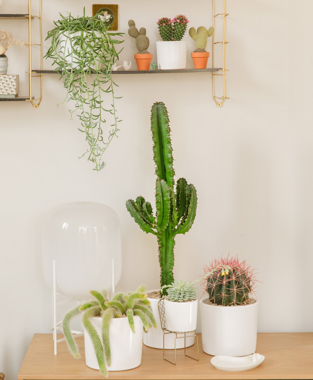 Une étagère décorée de cactus