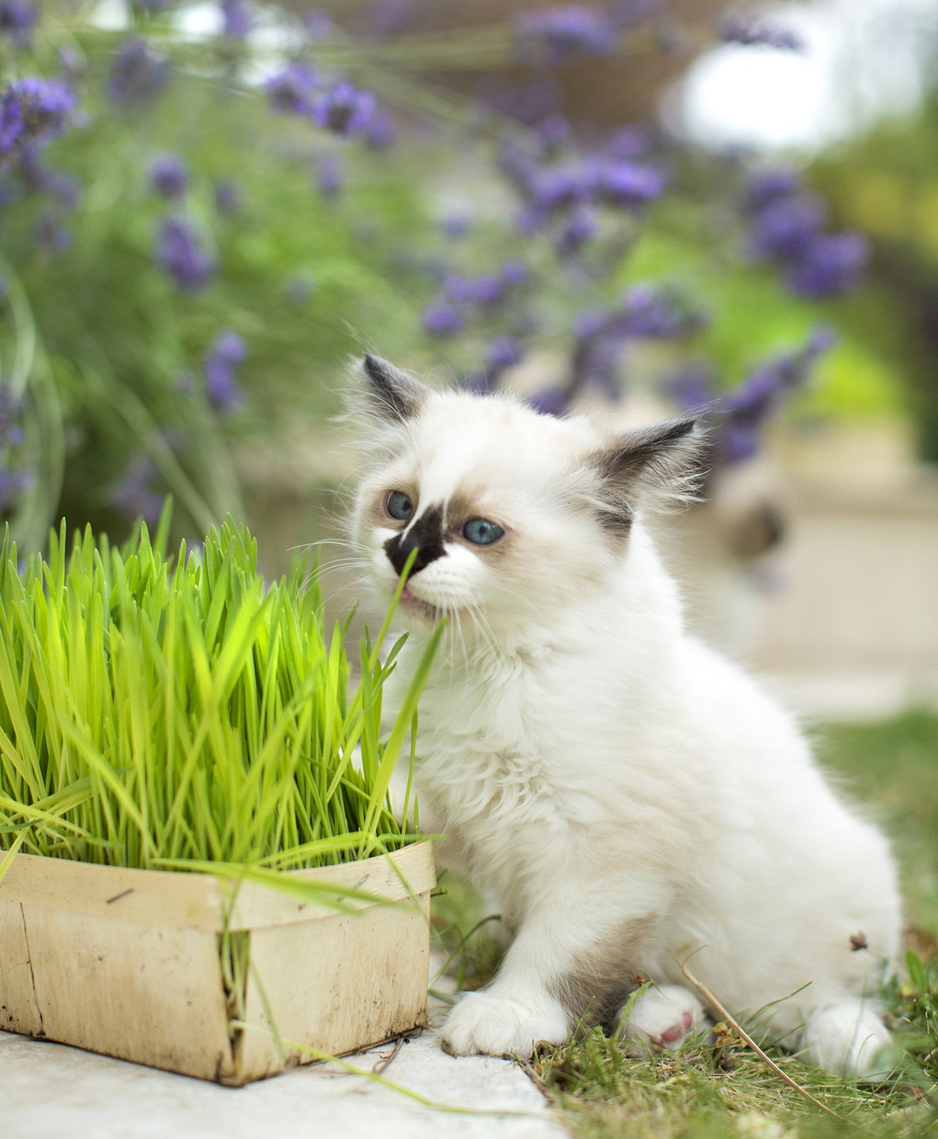 Un chaton mange de l’herbe