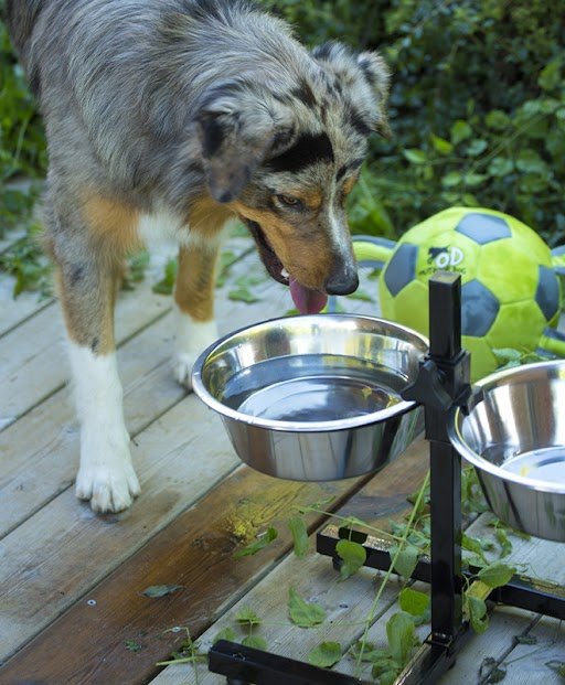 Un chien boit de l'eau dans une gamelle en hauteur