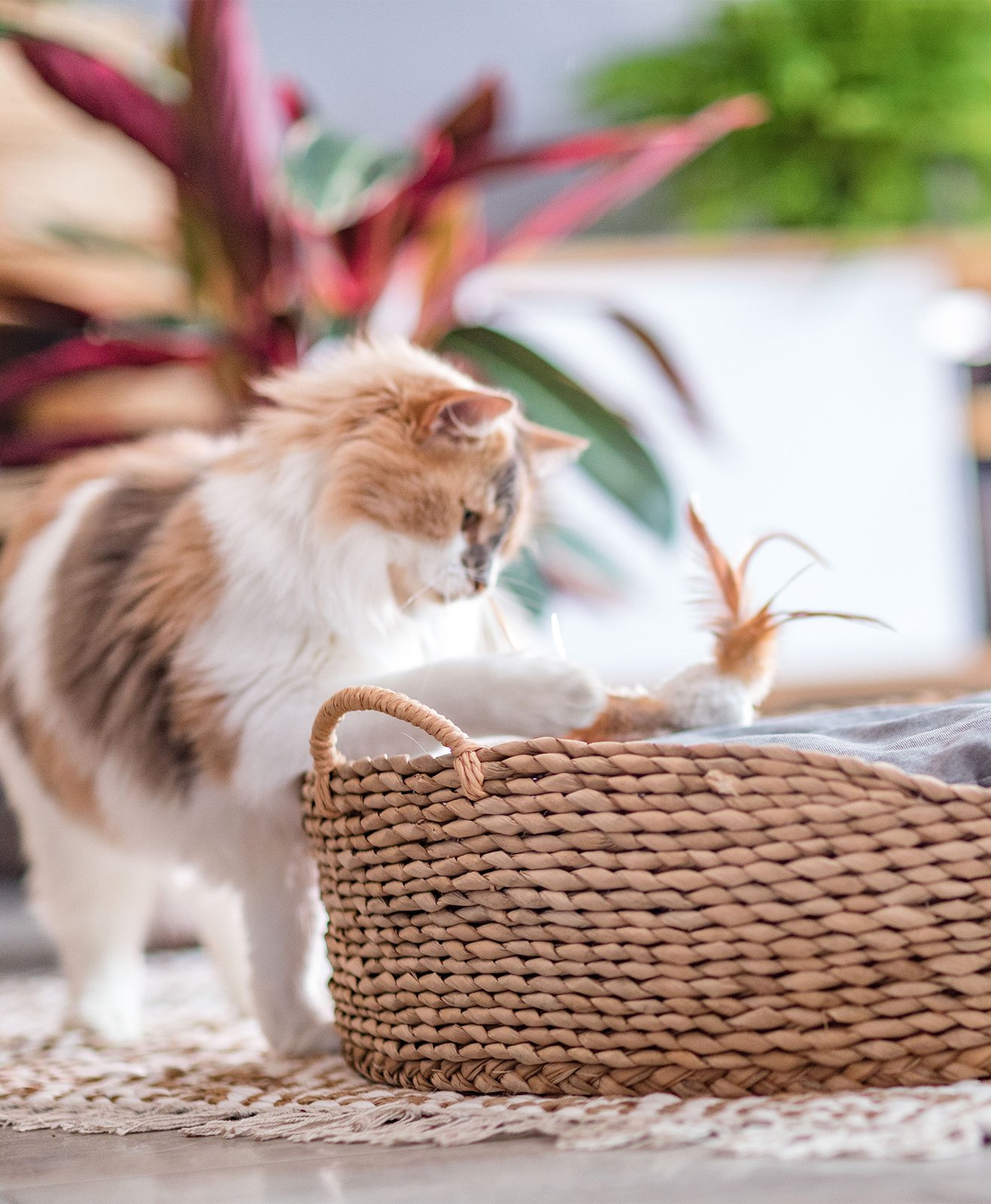 Un chat qui joue avec son jouet dans son panier en osier