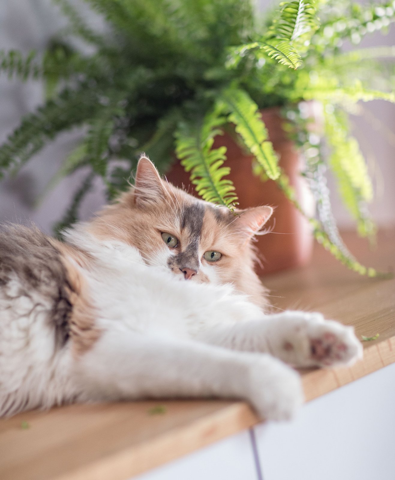Un chat couché sur une table contre des plantes