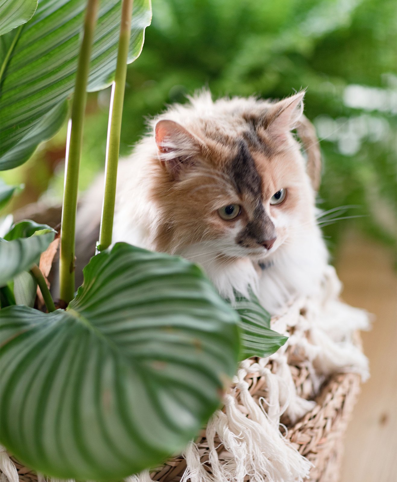 Un chat caché dans son panier derrière une plante