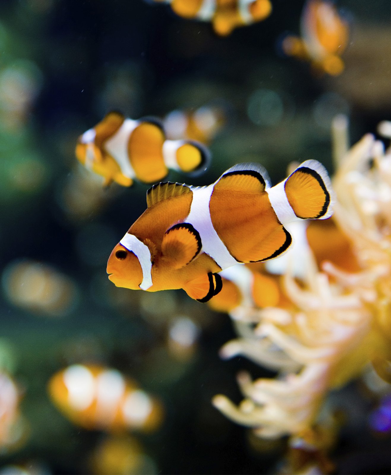 Des poissons clowns dans un aquarium