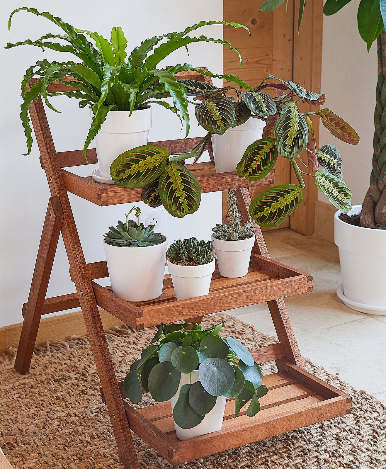 Les plantes faciles botanic® sur un porte-plantes en bois